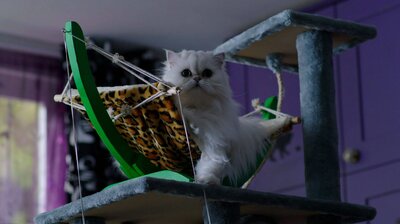 Waffle's Day Out