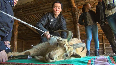 Mongolia's Cashmere Dreams