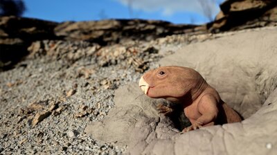 Mammal Origins