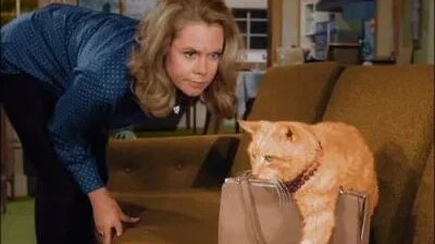 The Catnapper