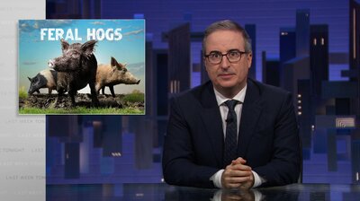 Feral Hogs