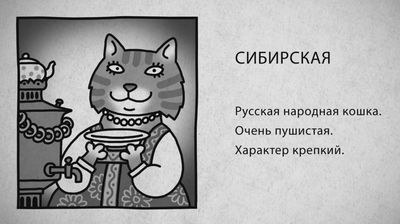 06 Сибирская кошка