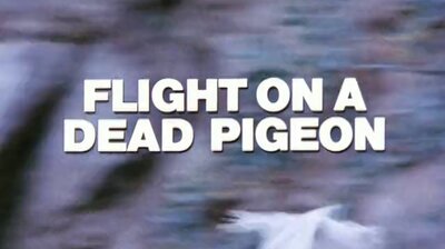 Flight on a Dead Pigeon