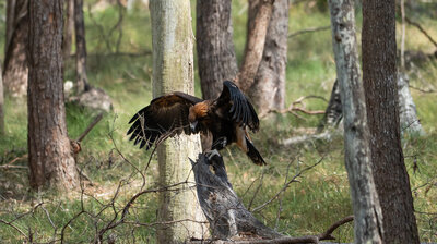 An Eager Eagle