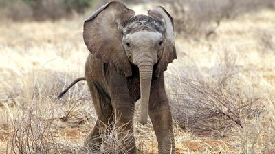 Elephant Baby Boom