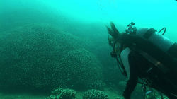 Ishigaki: Diving in the Sea of Coral