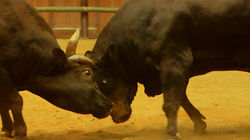 Bullfighting in Uwajima: Passion and Tradition