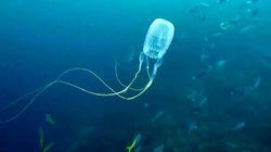 74. Кубик смерти: как достать самую опасную медузу [и выжить] (Австралия)