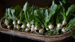 Turnips: The Roots