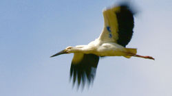 Taking to the Skies - Oriental Stork, Japan