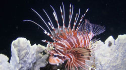 Attractive Yet Poisonous - Spotfin Lionfish, Philippines