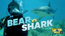 Bear vs Shark