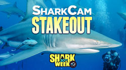 SharkCam Stakeout