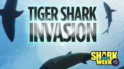 Tiger Shark Invasion