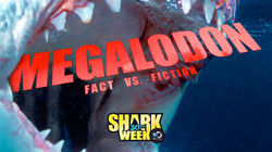 Megalodon: Fact Vs. Fiction