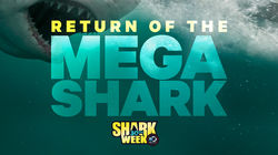 Return of the Mega Shark