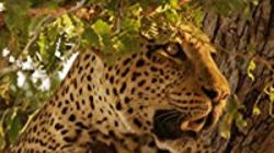 The Hungry Leopard