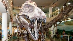 Feathered Dinosaurs