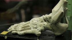 The Incredible Human Foot