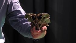 Череп инопланетянина своими руками. Алексей Бондарев.