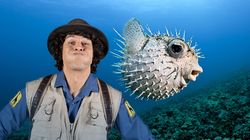 Andy and the Pufferfish