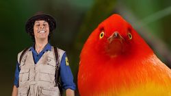 Andy and the Bowerbird