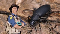 Andy and the Darkling Beetle