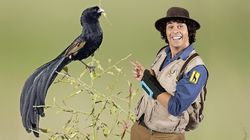 Andy and the Jackson's Widowbird