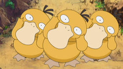 The Psyduck Stops Here!