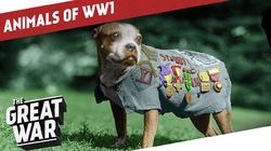 Animals of World War 1: Companions in the Trenches