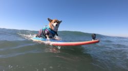 The Surfing Corgi & Bee Dogs