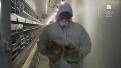 Verpehøner og Pågen-brød