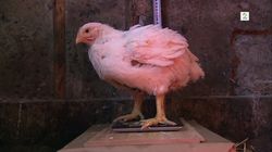 Kylling og McDonald's frokost