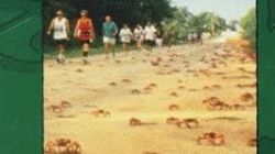 The March of the Crabs