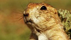 Underdogs: Prairie Dogs Under Attack