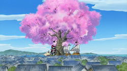 The Criminal is Boss Luffy? Chase the Vanished Great Sakura Tree