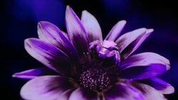 Chasing Colour