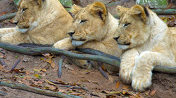 African Apex Predators