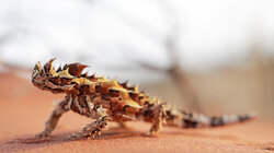 Aliens of the Outback