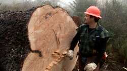 Loggers Under Fire