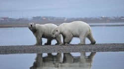 Polar Bears