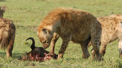 Hyenas