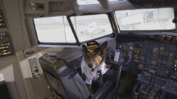 Dogs on a Plane