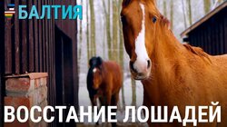Восстание лошадей. История одной латвийской фермы