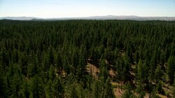 Bigfoot's Blood