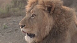 South Africa: Safari