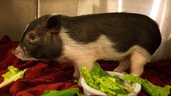 Pot-Bellied Pig Out