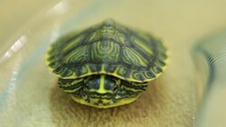 Turtle-Necked