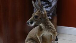 Baby Kangaroo Alert!