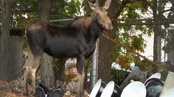 Moose in the City